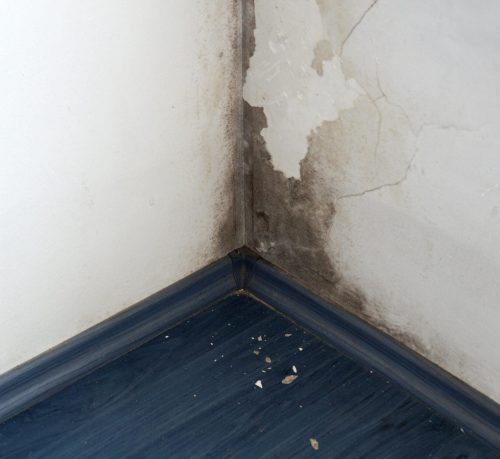 Mould removal christchurch